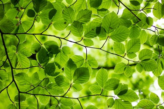 Estrategia de Contenidos evergreen