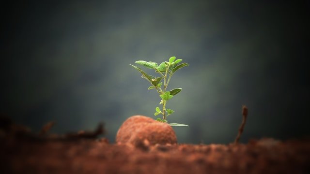 Fase Growth Stage en una Startup